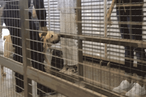 Dracca Narcotics Dog Showcase 02